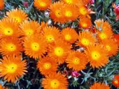 cmflower.free.fr Sichone