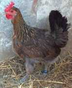 eng.agraria.org Siciliana