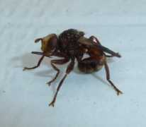 Sicus