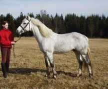 angaskog.se Sideh