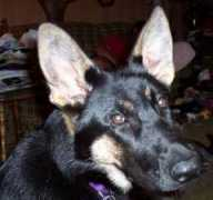 dogster.com Sidener