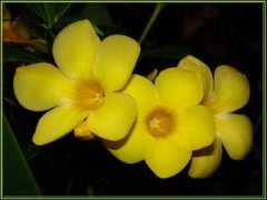 Sidion
