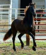 signaturefriesians.com Siduna