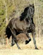 signaturefriesians.com Siduna