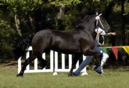 signaturefriesians.com Siduna