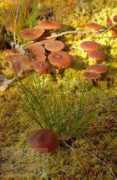 sunna.info Sienia