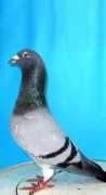 andrecarelsenpigeons.co.za Sierens