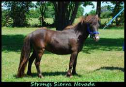 stronghorses.com Sierra