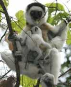itsnature.org Sifaka