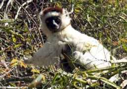 photos.wildmadagascar.org Sifaka