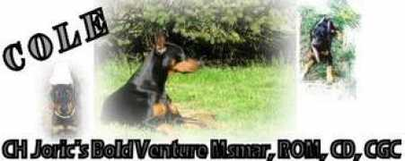 dobermantalk.com Sigie