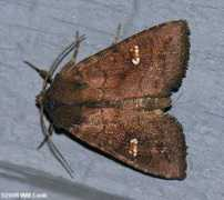 carolinanature.com Signate