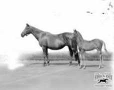 horseracinghistory.co.uk Signoretta