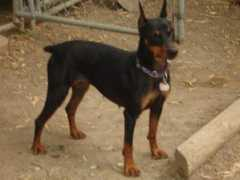 chosenattara.com Sigon