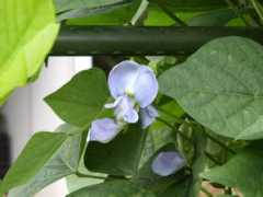 botanic.jp Sikaku