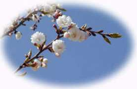 shikisakura.co.jp Sikisa