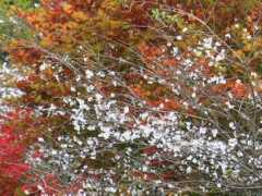 botanic.jp Sikiza