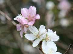 botanic.jp Sikiza