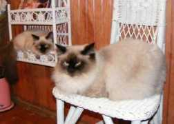 dollfacecattery.com Silavano