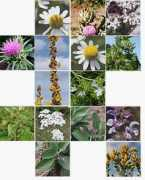 pharmaplant.de Silbina