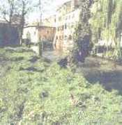 Sileos
