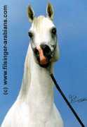 filsinger-arabians.com Silima