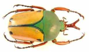 beetlesofafrica.com Silinda