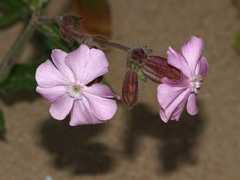 british-wild-flowers.co.uk Siline