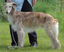 canadasguidetodogs.com Silken