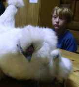 countrysideinfo.co.uk Silkie