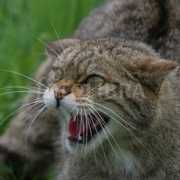 fotolibra.com Sillence