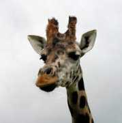 fotolibra.com Sillence
