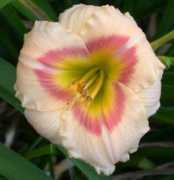 lidaylily.org Siloan