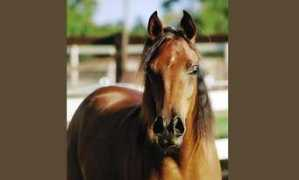 saba-arabians.com Silpa