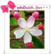 dtawanbooks.com Siltham