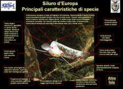 ittiofauna.org Siluro