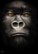 ratemydrawings.com Silverback