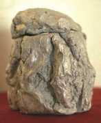 Silverbark
