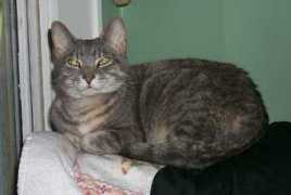 Silverbell