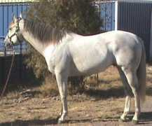 garciaranches.com Silvered