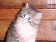 windriftersiberians.com Silverk