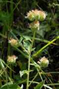 Silverleaf