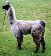 llamalove.com Silvero