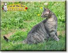 catoftheday.com Silverpaw