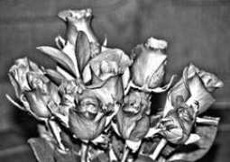 fondspascaldecroos.com Silverrose