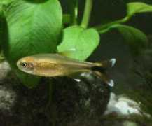 badmanstropicalfish.com Silvertip