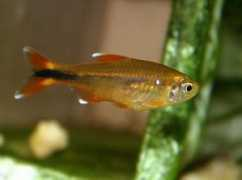 tropicalfishgallery.com Silvertip