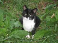 animalsclub.it Silvestrina