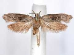 jpmoth.org Silvosa
