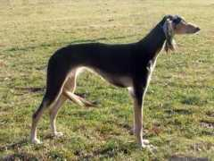 Simaa